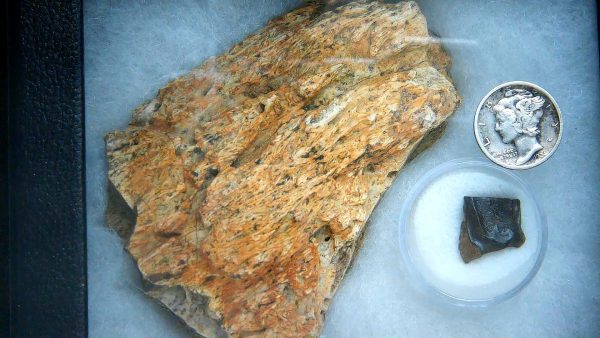 Genuine Cretaceous Age Triceratops Frill & Tooth Large Fossils for Sale from South Dakota #7a