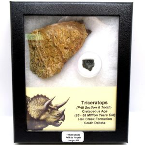 Triceratops Frill and Tooth Set Cretaceous Age - Large Set #8