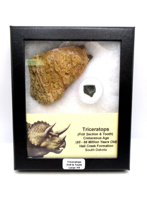 Genuine Cretaceous Age Triceratops Frill & Tooth Large Fossils for Sale from South Dakota #8