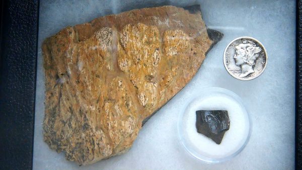 Genuine Cretaceous Age Triceratops Frill & Tooth Large Fossils for Sale from South Dakota #8a
