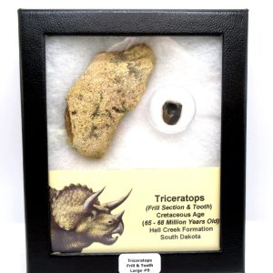 Triceratops Frill and Tooth Set Cretaceous Age - Large Set #9
