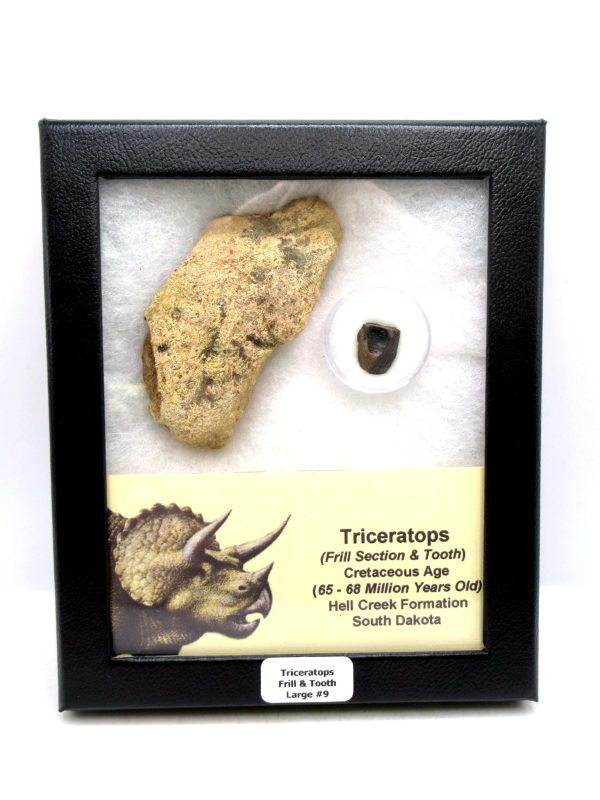 Genuine Cretaceous Age Triceratops Frill & Tooth Large Fossils for Sale from South Dakota #9