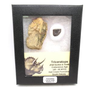 Triceratops Frill and Tooth Set Cretaceous Age - Medium Set #1