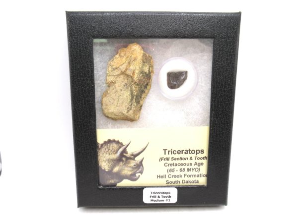 Genuine Cretaceous Age Triceratops Frill & Tooth Medium Fossils for Sale from South Dakota #1
