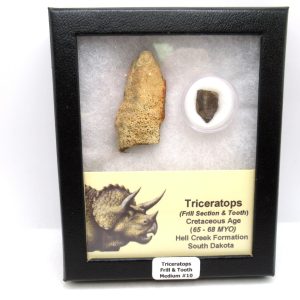 Triceratops Frill and Tooth Set Cretaceous Age - Medium Set #10
