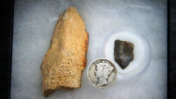 Genuine Cretaceous Age Triceratops Frill & Tooth Medium Fossils for Sale from South Dakota #10a