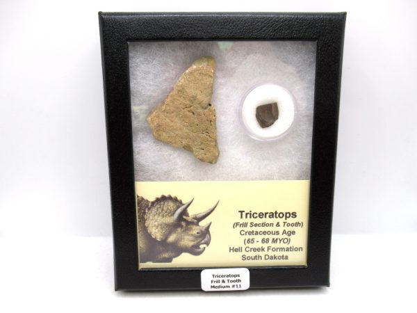 Genuine Cretaceous Age Triceratops Frill & Tooth Medium Fossils for Sale from South Dakota #11