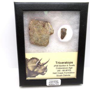 Triceratops Frill and Tooth Set Cretaceous Age - Medium Set #12