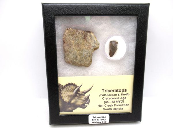Genuine Cretaceous Age Triceratops Frill & Tooth Medium Fossils for Sale from South Dakota #12