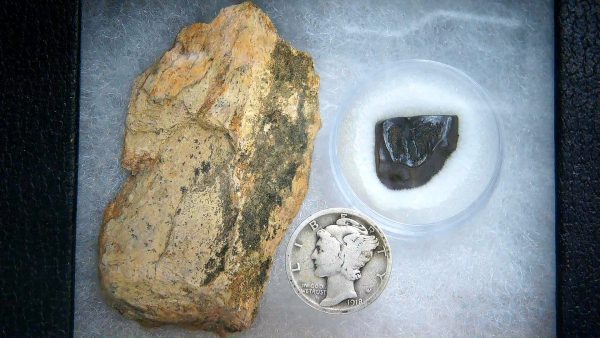 Genuine Cretaceous Age Triceratops Frill & Tooth Medium Fossils for Sale from South Dakota #1a