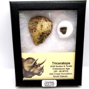Triceratops Frill and Tooth Set Cretaceous Age - Medium Set #2