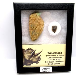 Triceratops Frill and Tooth Set Cretaceous Age - Medium Set #3
