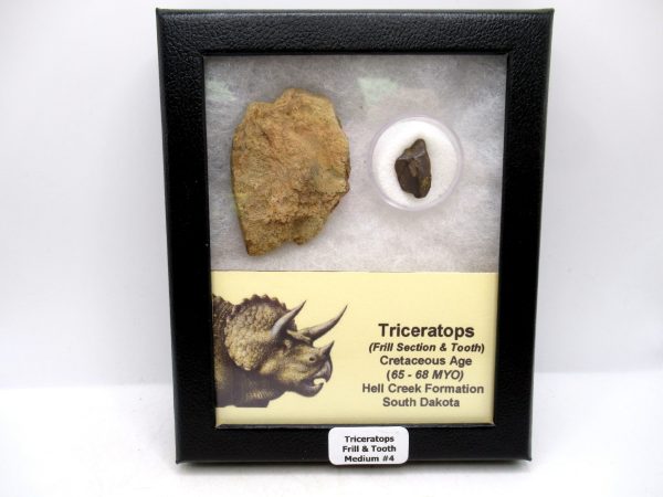 Genuine Cretaceous Age Triceratops Frill & Tooth Medium Fossils for Sale from South Dakota #4