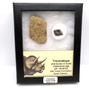 Triceratops Frill and Tooth Set Cretaceous Age - Medium Set #6