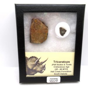 Triceratops Frill and Tooth Set Cretaceous Age - Medium Set #7