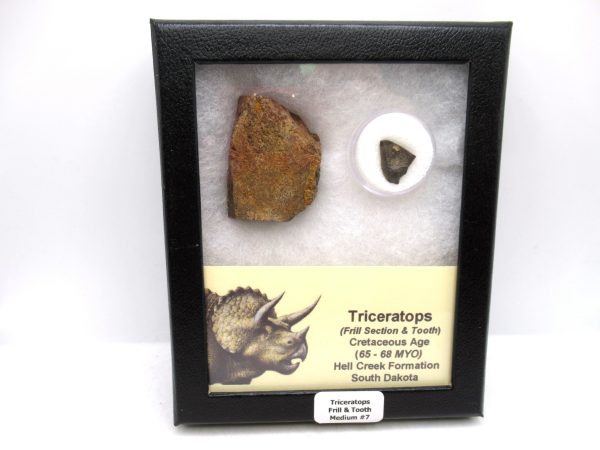 Genuine Cretaceous Age Triceratops Frill & Tooth Medium Fossils for Sale from South Dakota #7