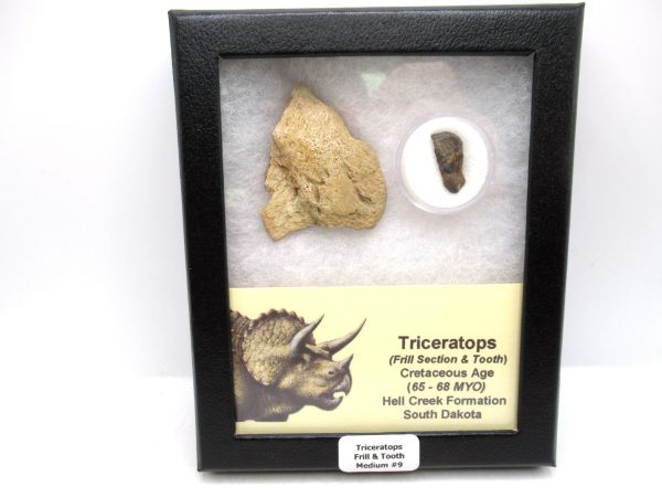 Genuine Cretaceous Age Triceratops Frill & Tooth Medium Fossils for Sale from South Dakota #9