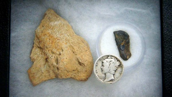 Genuine Cretaceous Age Triceratops Frill & Tooth Medium Fossils for Sale from South Dakota #9a