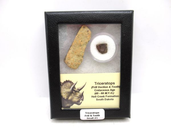 Triceratops Frill and Tooth Set Cretaceous Age - Small Set #1