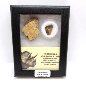 Triceratops Frill and Tooth Set Cretaceous Age - Small Set #10
