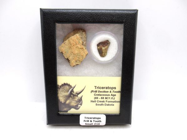 Triceratops Frill and Tooth Set Cretaceous Age - Small Set #10