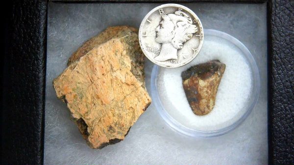 Triceratops Frill and Tooth Set Cretaceous Age - Small Set #10 - Image 2