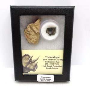 Triceratops Frill and Tooth Set Cretaceous Age - Small Set #11