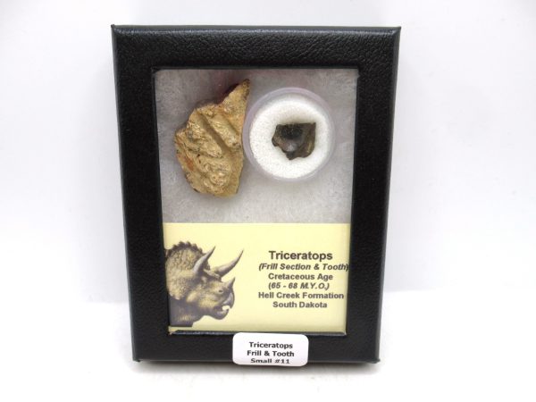 Triceratops Frill and Tooth Set Cretaceous Age - Small Set #11
