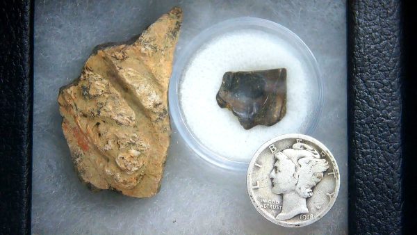 Triceratops Frill and Tooth Set Cretaceous Age - Small Set #11 - Image 2