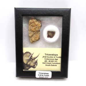 Triceratops Frill and Tooth Set Cretaceous Age - Small Set #12