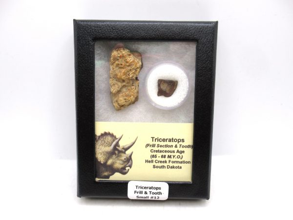 Triceratops Frill and Tooth Set Cretaceous Age - Small Set #12