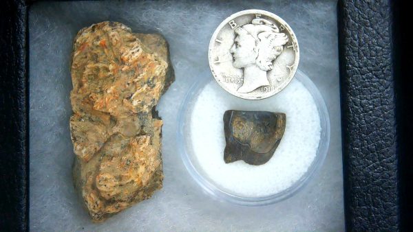 Triceratops Frill and Tooth Set Cretaceous Age - Small Set #12 - Image 2