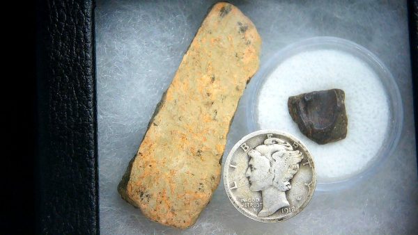 Triceratops Frill and Tooth Set Cretaceous Age - Small Set #1 - Image 2