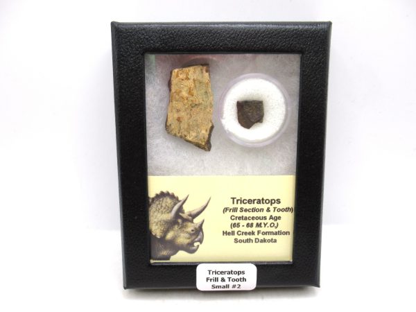 Triceratops Frill and Tooth Set Cretaceous Age - Small Set #2