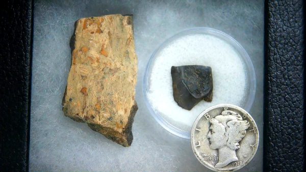 Triceratops Frill and Tooth Set Cretaceous Age - Small Set #2 - Image 2
