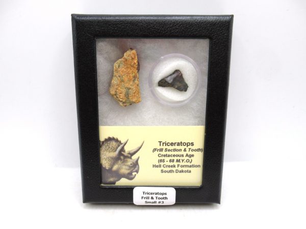 Triceratops Frill and Tooth Set Cretaceous Age - Small Set #3