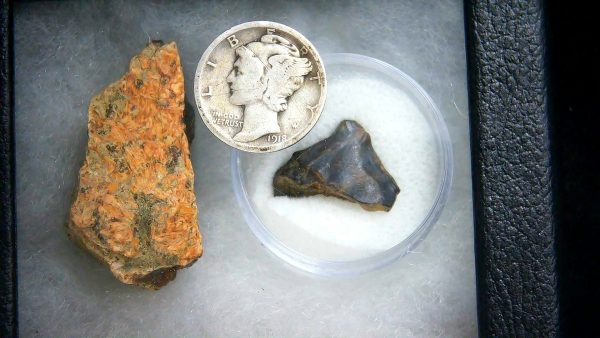 Triceratops Frill and Tooth Set Cretaceous Age - Small Set #3 - Image 2