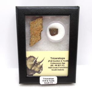 Triceratops Frill and Tooth Set Cretaceous Age - Small Set #4