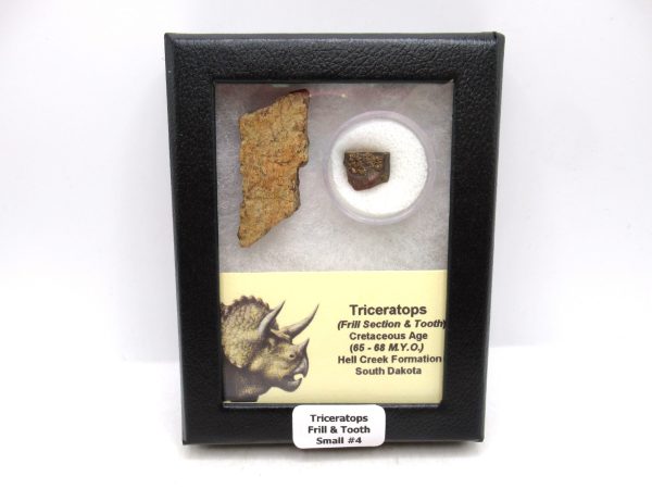 Triceratops Frill and Tooth Set Cretaceous Age - Small Set #4