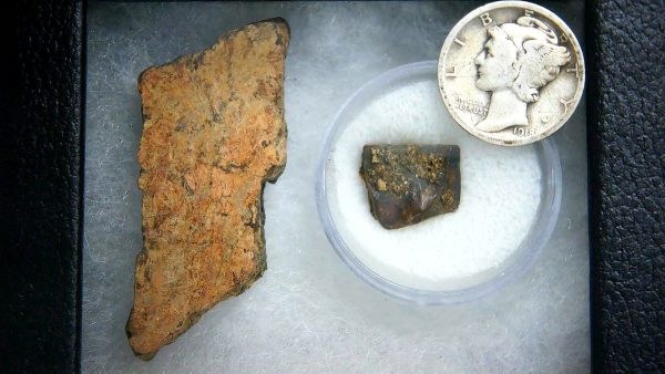 Triceratops Frill and Tooth Set Cretaceous Age - Small Set #4 - Image 2