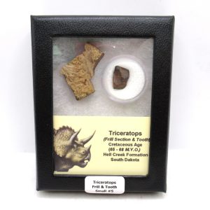 Triceratops Frill and Tooth Set Cretaceous Age - Small Set #5