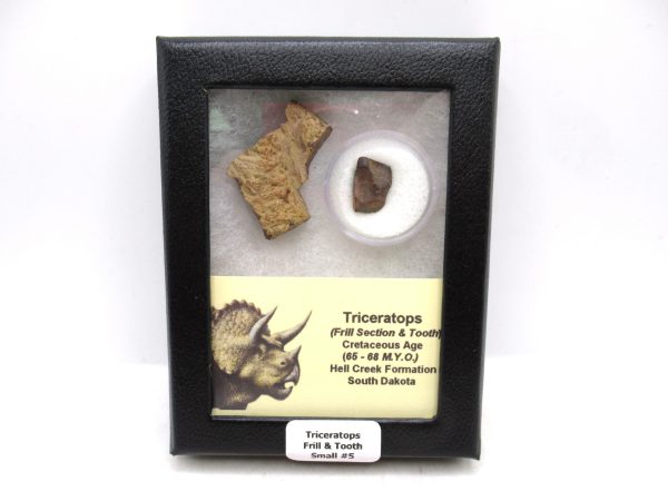 Triceratops Frill and Tooth Set Cretaceous Age - Small Set #5