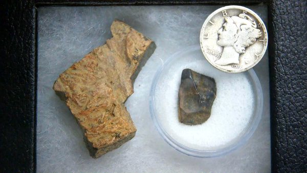 Triceratops Frill and Tooth Set Cretaceous Age - Small Set #5 - Image 2