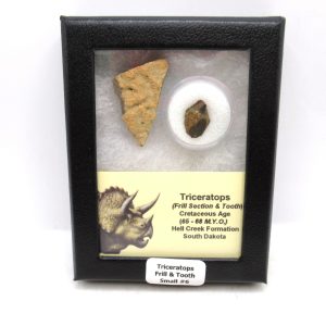 Triceratops Frill and Tooth Set Cretaceous Age - Small Set #6