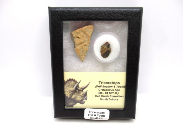 Triceratops Frill and Tooth Set Cretaceous Age - Small Set #6