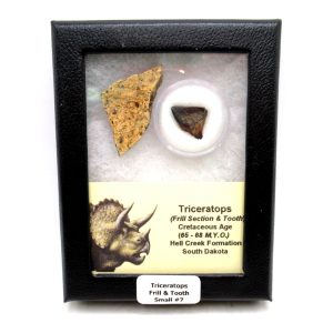 Triceratops Frill and Tooth Set Cretaceous Age - Small Set #7