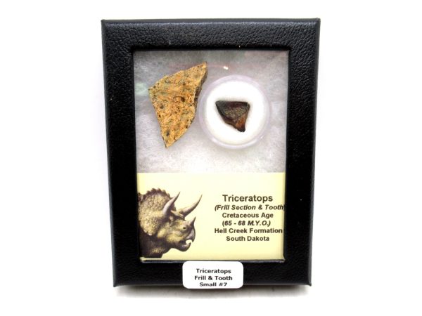 Triceratops Frill and Tooth Set Cretaceous Age - Small Set #7