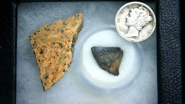 Triceratops Frill and Tooth Set Cretaceous Age - Small Set #7 - Image 2