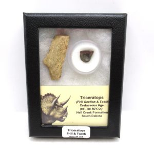 Triceratops Frill and Tooth Set Cretaceous Age - Small Set #8