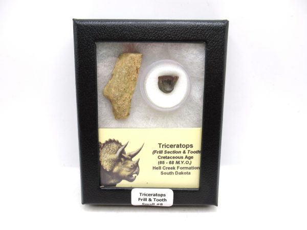 Triceratops Frill and Tooth Set Cretaceous Age - Small Set #8